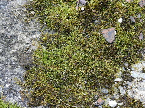 Image of Calliergonella lindbergii Hedenäs 1990