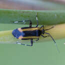 Image of Taedia sulina Carvalho 1954