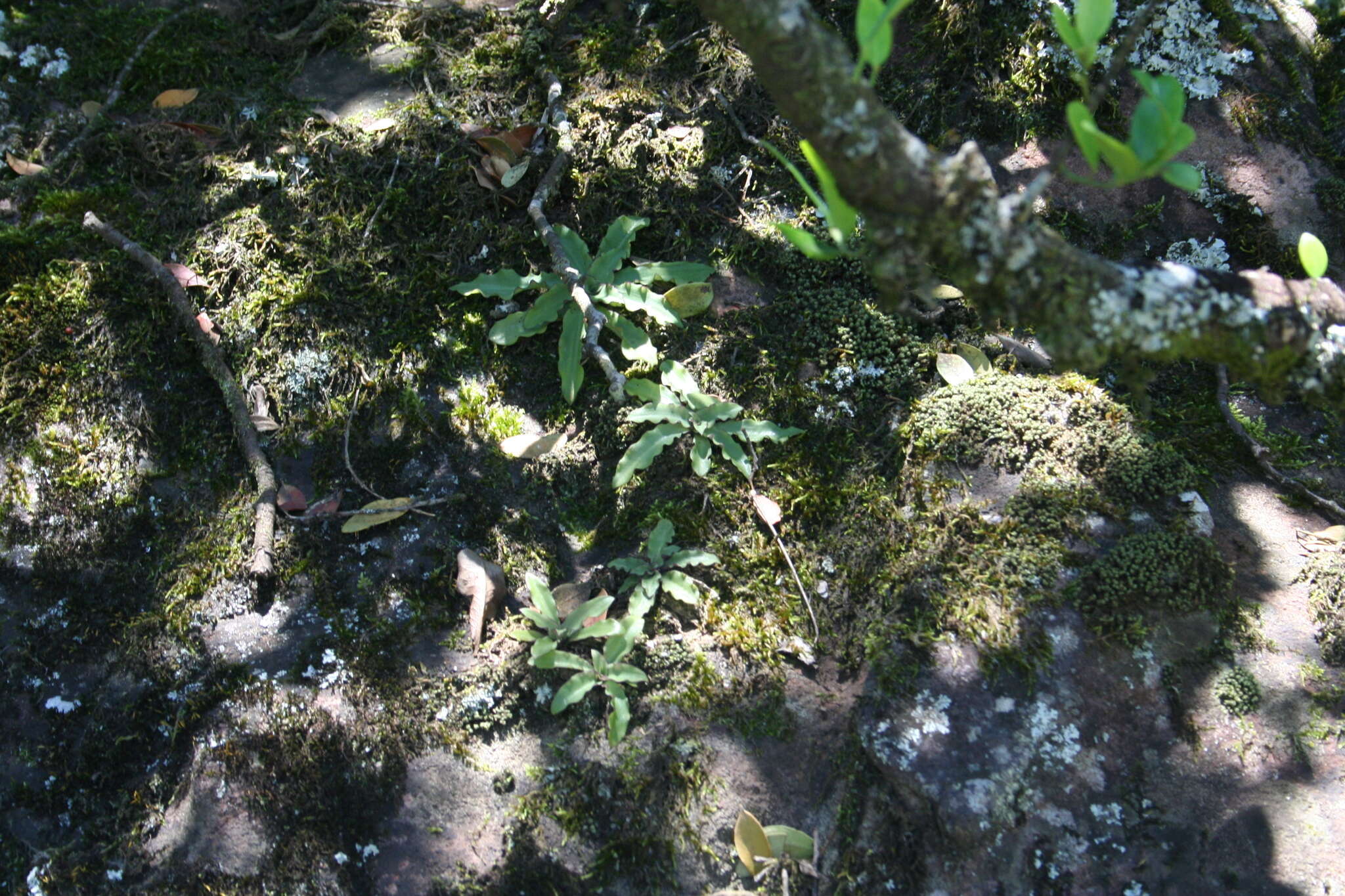 Image of Stenoglottis zambesiaca Rolfe