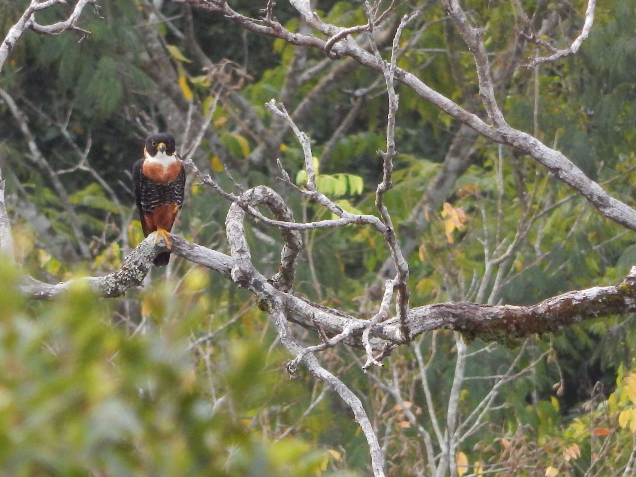 Image of Orange-breasted Falcon