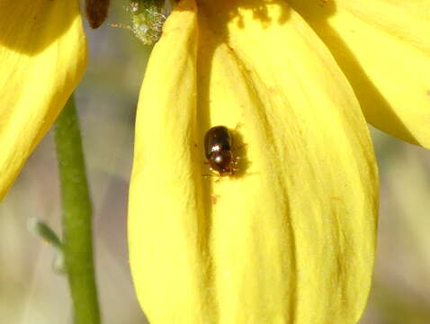 Image of Bronze leaf beetle