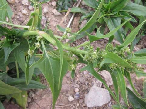 Image of spinach