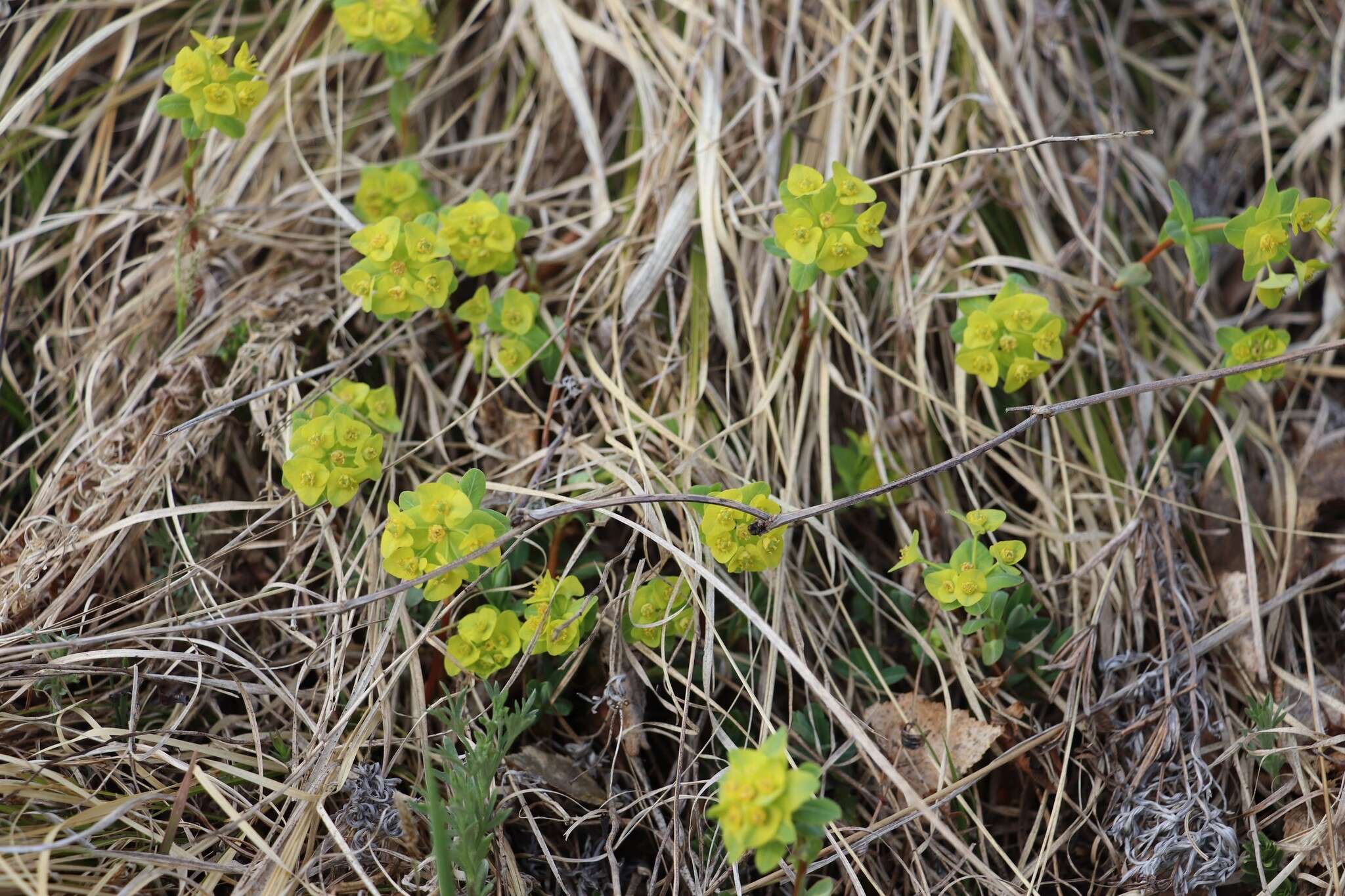 Слика од Euphorbia altaica Ledeb.