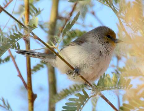 Слика од Auriparus flaviceps acaciarum Grinnell 1931