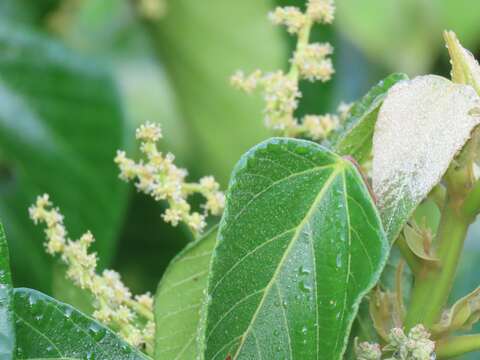 Macaranga capensis (Baill.) Sim的圖片