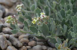 Imagem de Christolea crassifolia Cambess.