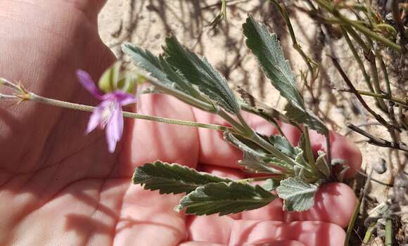 Слика од Pelargonium oenothera (L. fil.) Jacq.