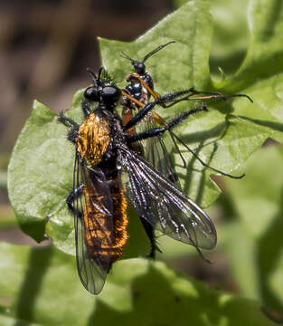 Image of Laphria sericea Say 1823