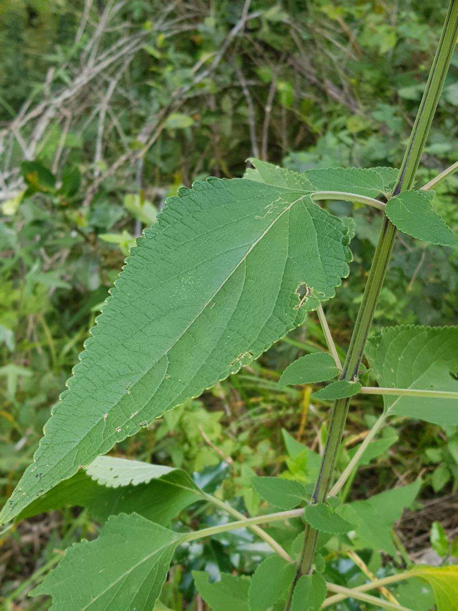 Image of <i>Coleus livingstonei</i>