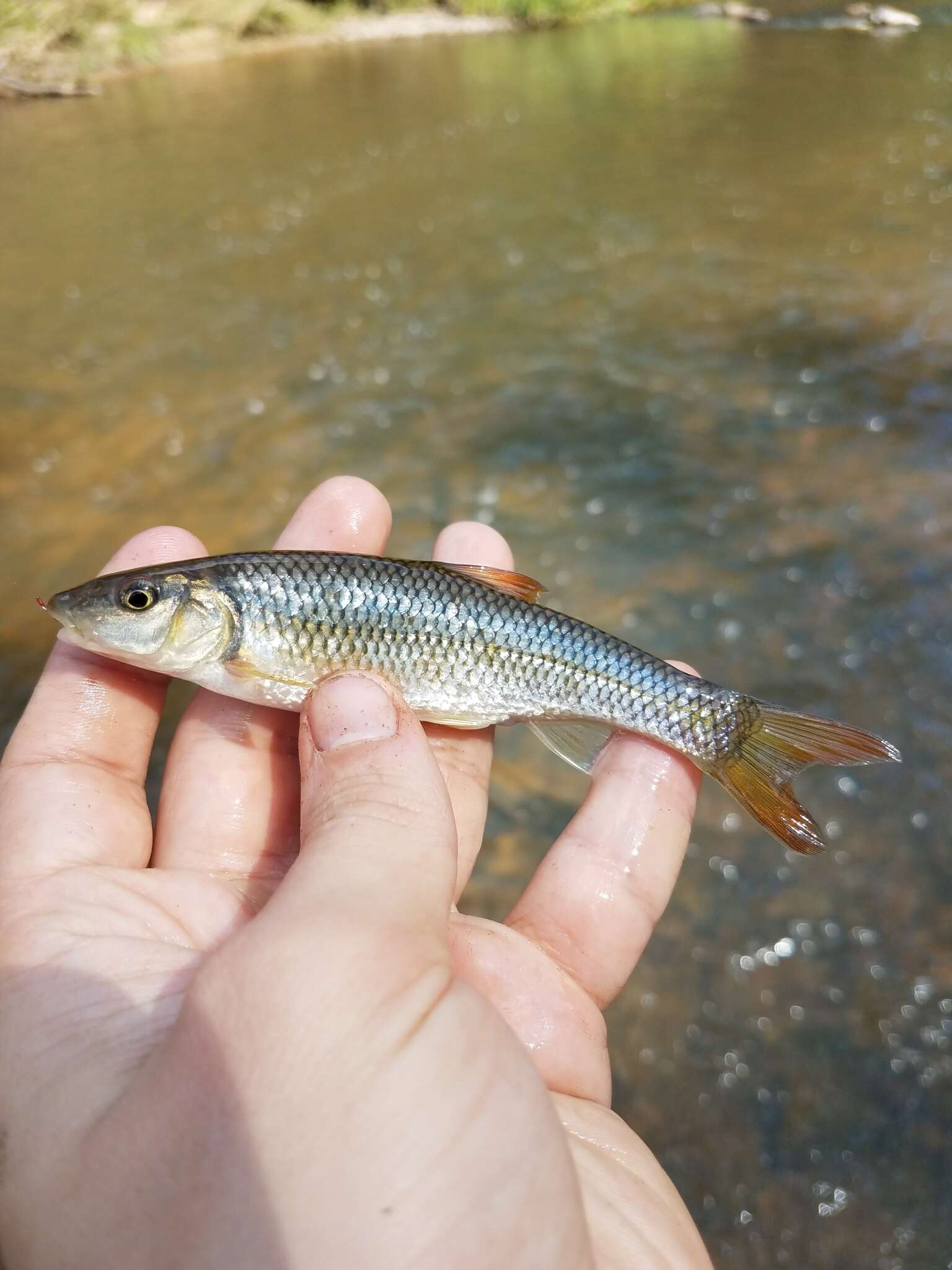 Image of Bull Chub