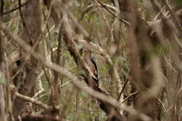 Image of Puerto Rican Woodpecker