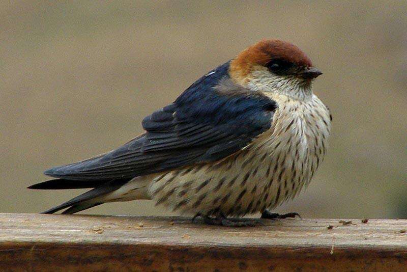 Image de Hirondelle à tête rousse