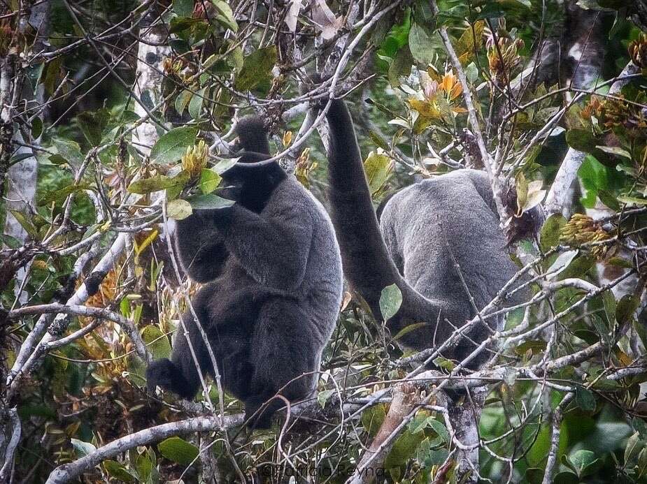 Image of Woolly monkey