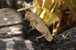 Image de Euryparyphes terrulentus (Serville 1838)