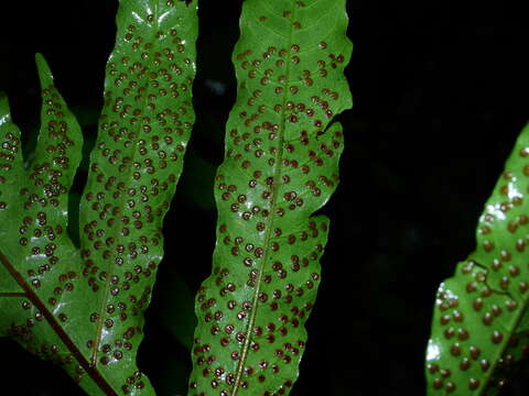 Image of Incised Halberd Fern