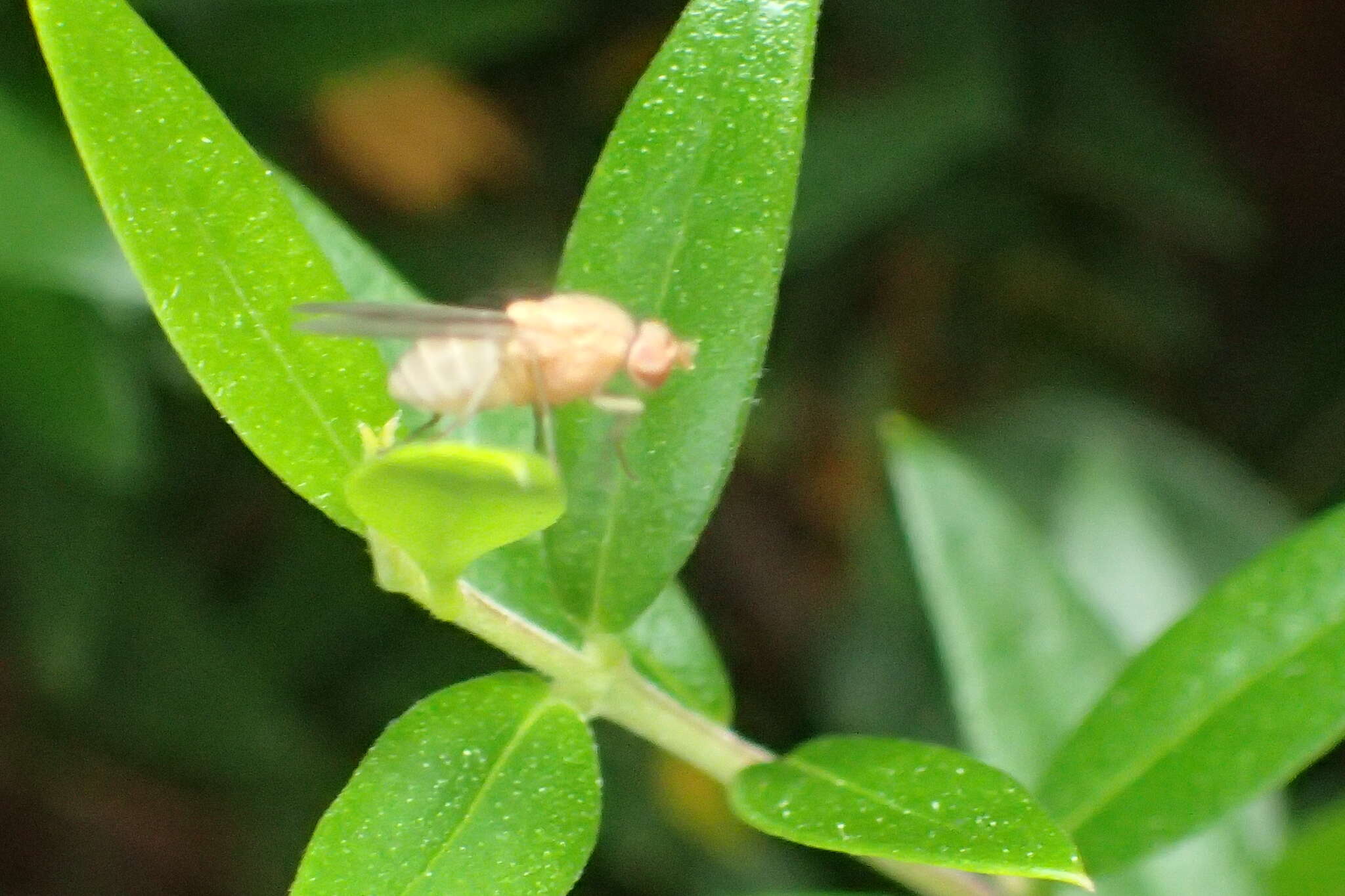 Minettia flaveola (Coquillett 1898)的圖片