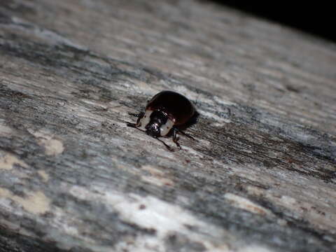 Image of Chrysomela (Macrolina) schaefferi Brown 1956