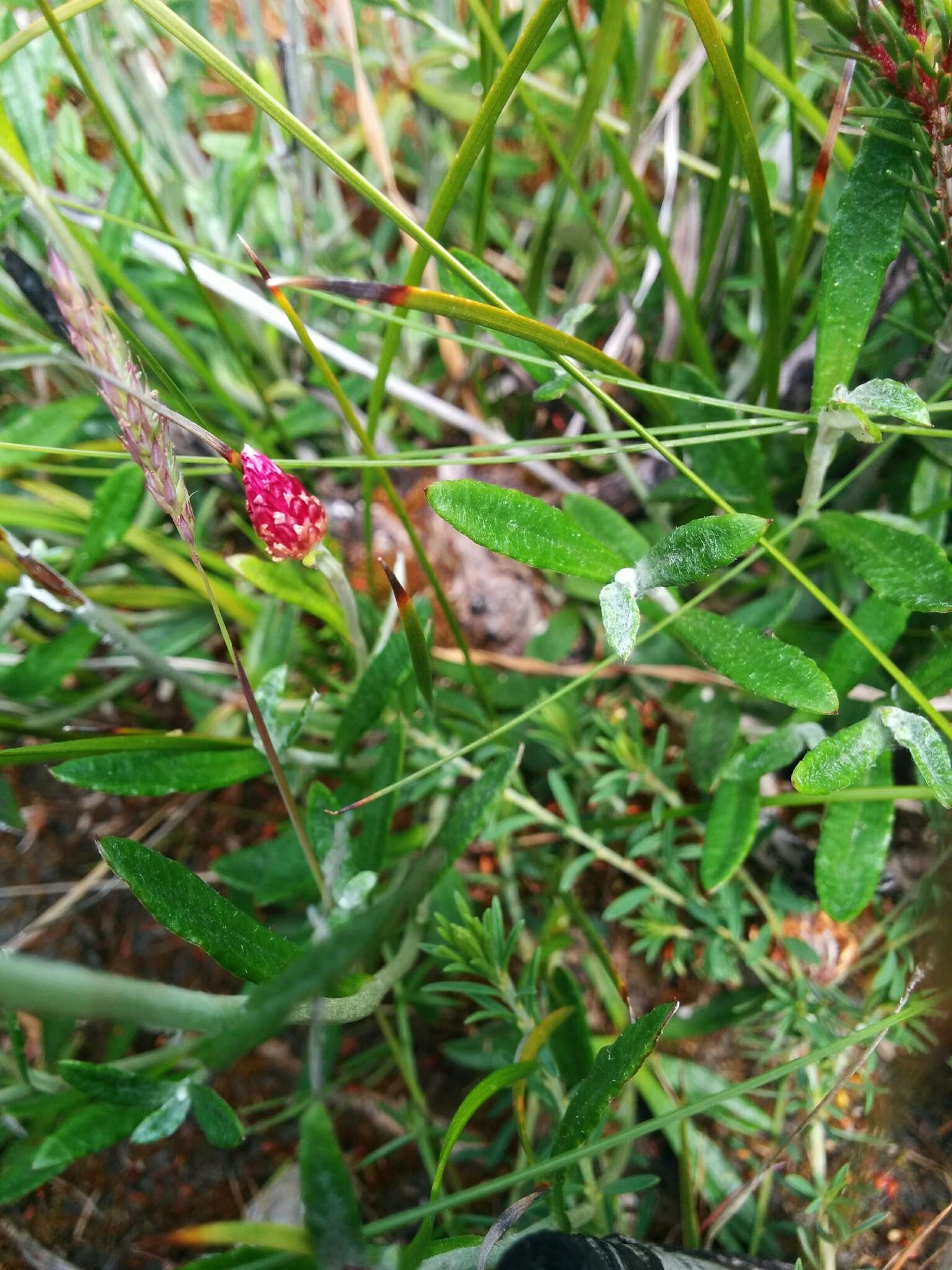 Image of Argentipallium dealbatum (Labill.) P. G. Wilson