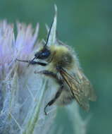 Image of Bombus kirbiellus Curtis 1835