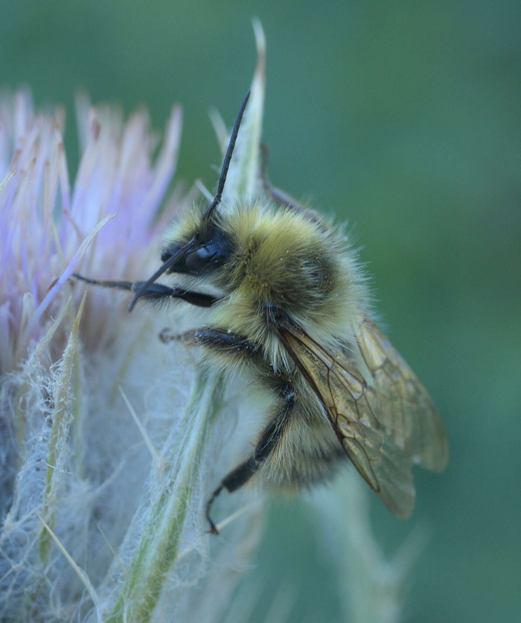 Image of Bombus kirbiellus Curtis 1835