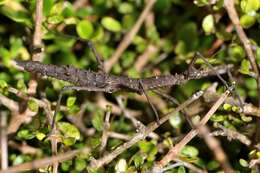 Image of Micrarchus hystriculeus (Westwood 1859)