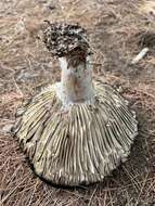 Image of Russula dissimulans Shaffer 1962