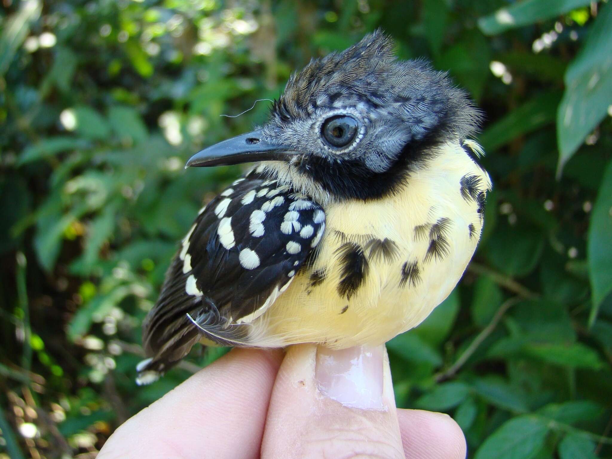 Image of Spot-backed Antbird