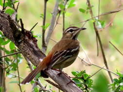 Cercotrichas leucophrys leucophrys (Vieillot 1817)的圖片