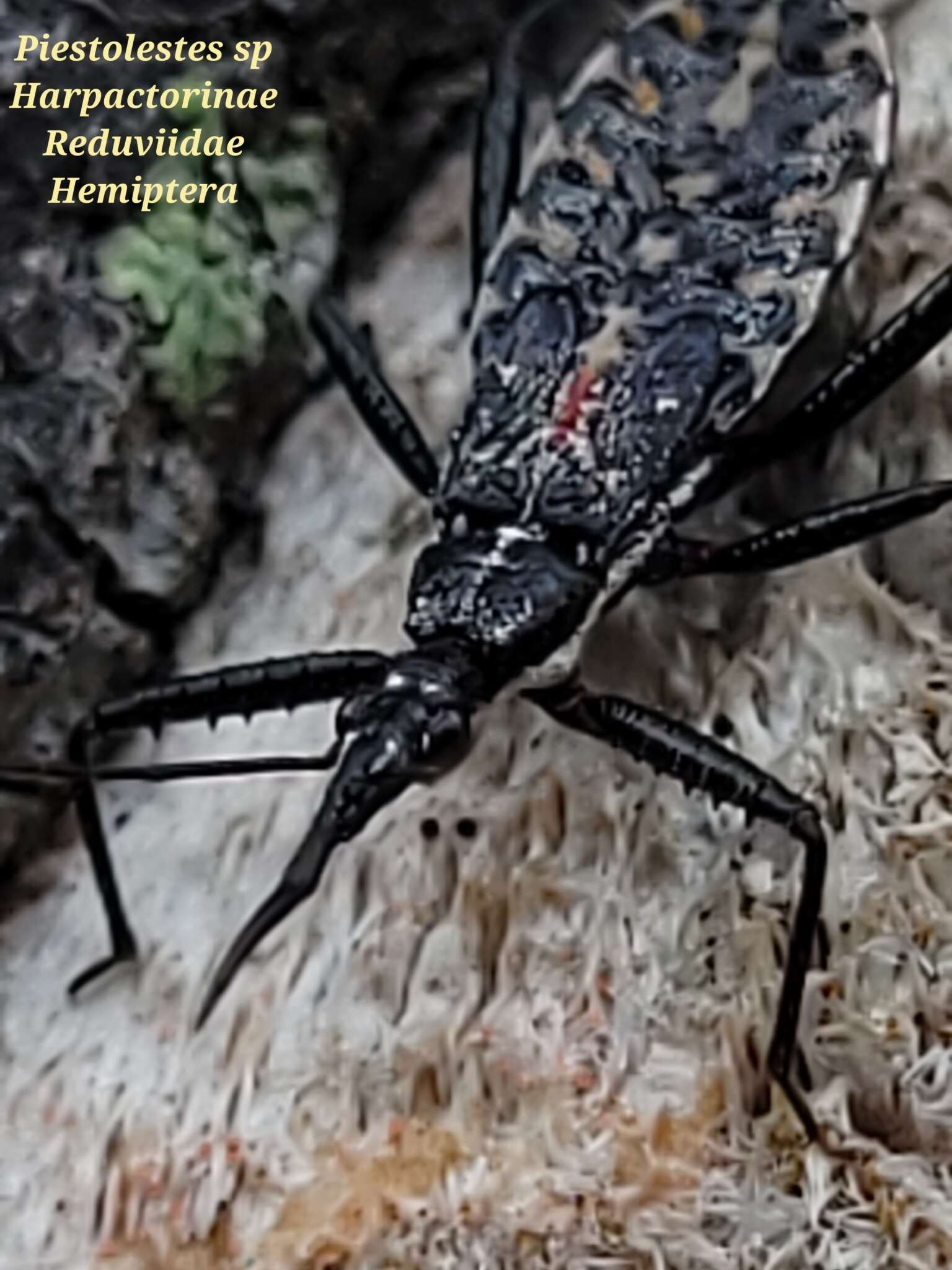 Image of Piestolestes obscurus (Bergroth 1895)