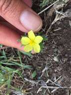 Helianthemum ledifolium (L.) Miller resmi