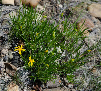 Image of thrift mock goldenweed