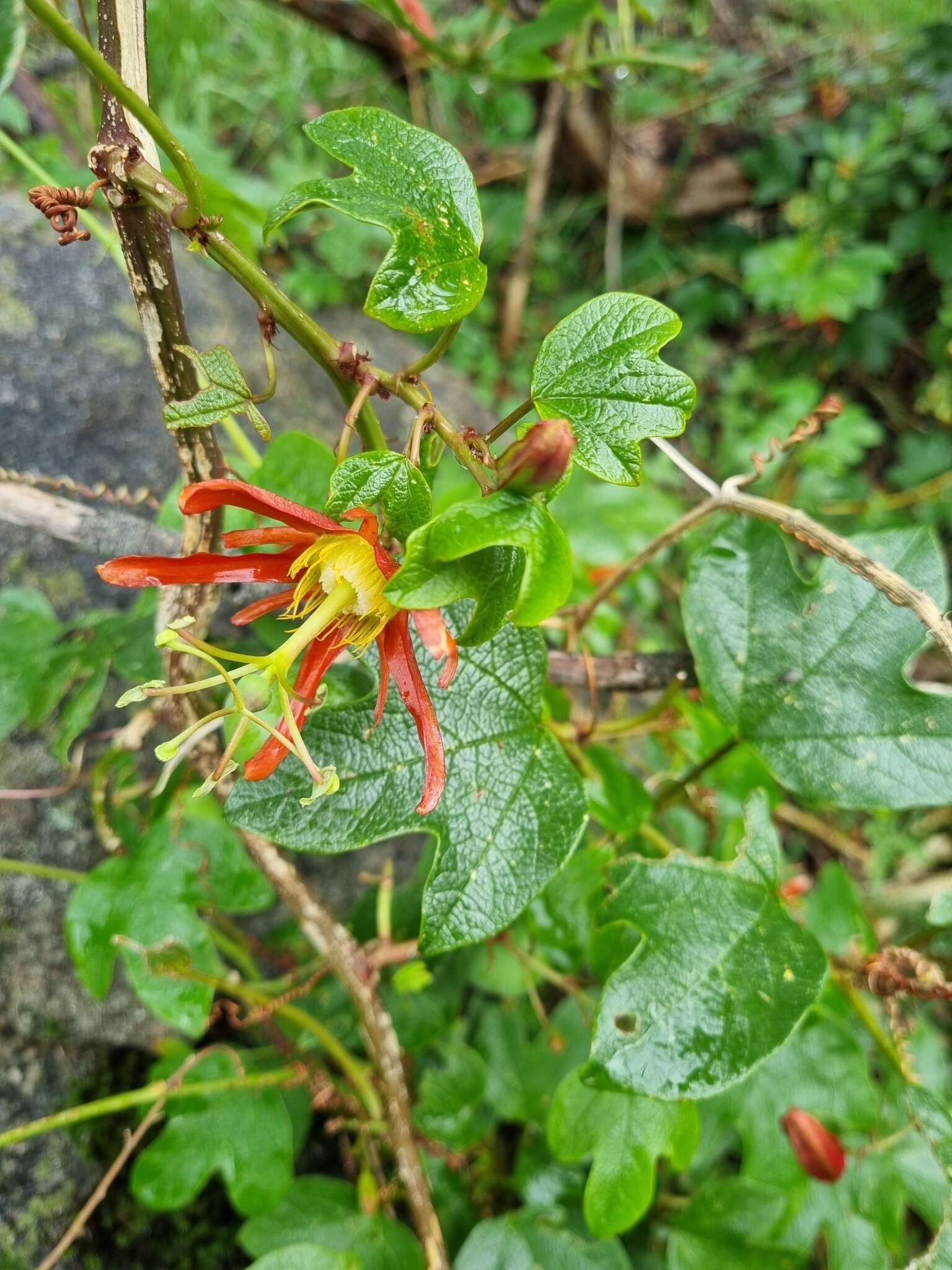 Passiflora cinnabarina Lindl.的圖片