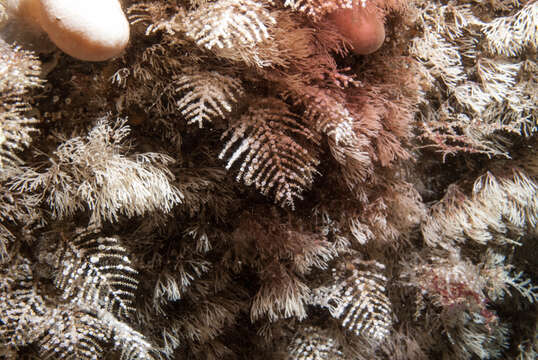 Image of fern hydroid