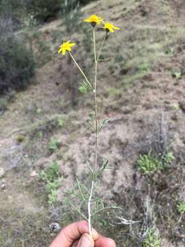 Image of Jepson's woolly sunflower