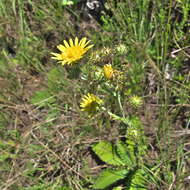 Sivun Berkheya rhapontica subsp. rhapontica kuva