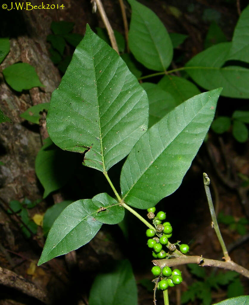 Image of eastern poison ivy