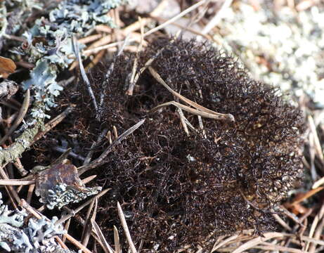 Image of Cetraria muricata (Ach.) Eckfeldt