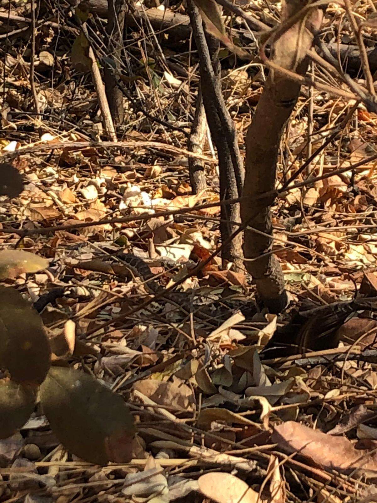 Image of Stripe-bellied Sand Snake