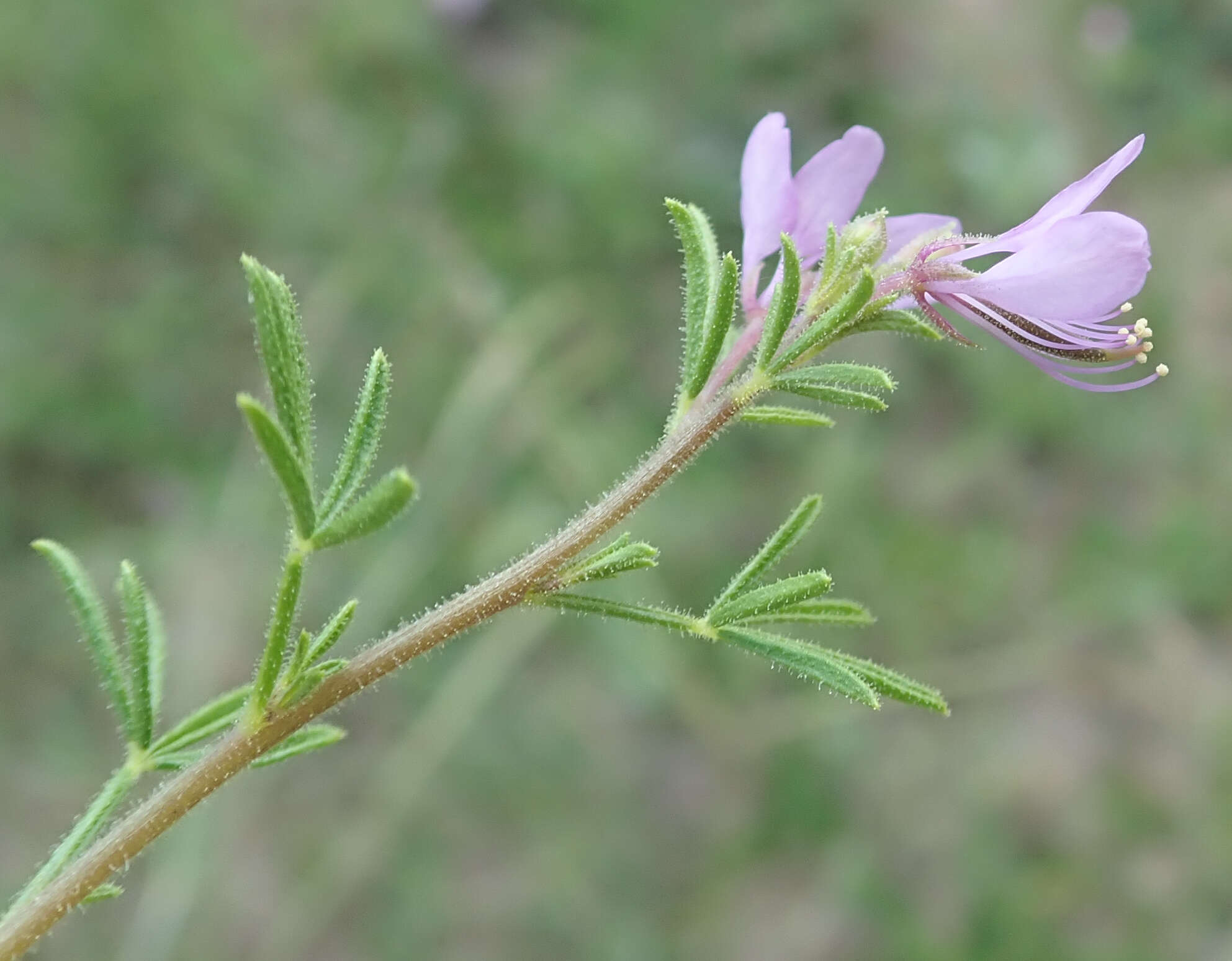 Image of Sieruela rubella (Burch.) Roalson & J. C. Hall