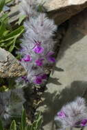 Image of Stachys lavandulifolia Vahl