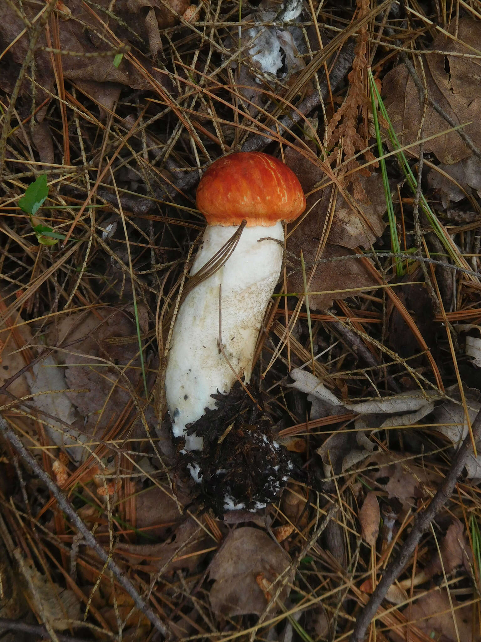 Image of Leccinum piceinum Pilát & Dermek 1974