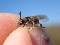 Image of Andrena ventralis Imhoff 1832