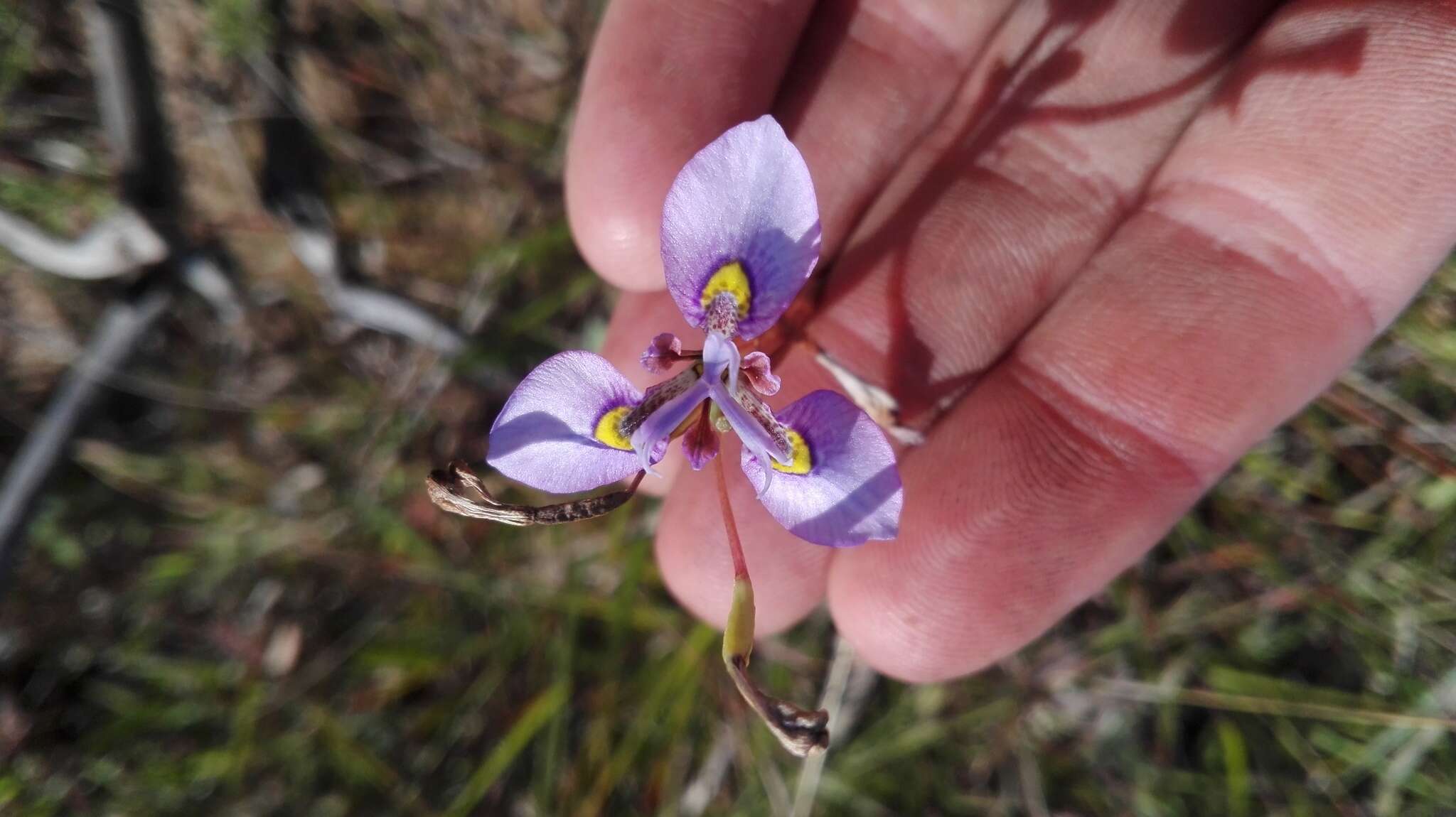 Слика од Moraea algoensis Goldblatt