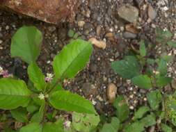 Image of false amaranth