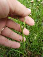 Image of streamside fleabane