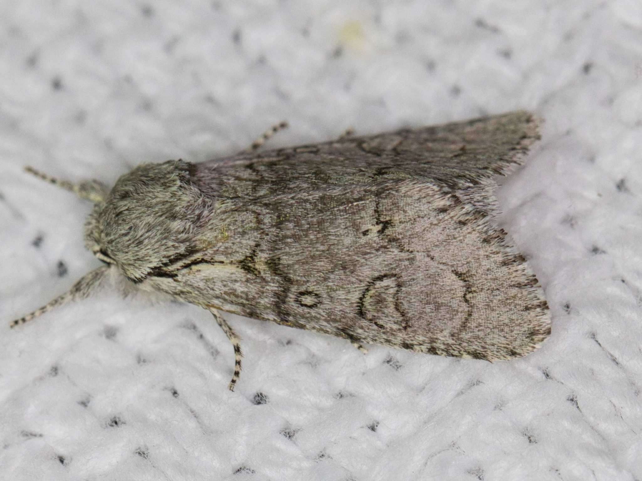 Acronicta tota Grote 1878 resmi