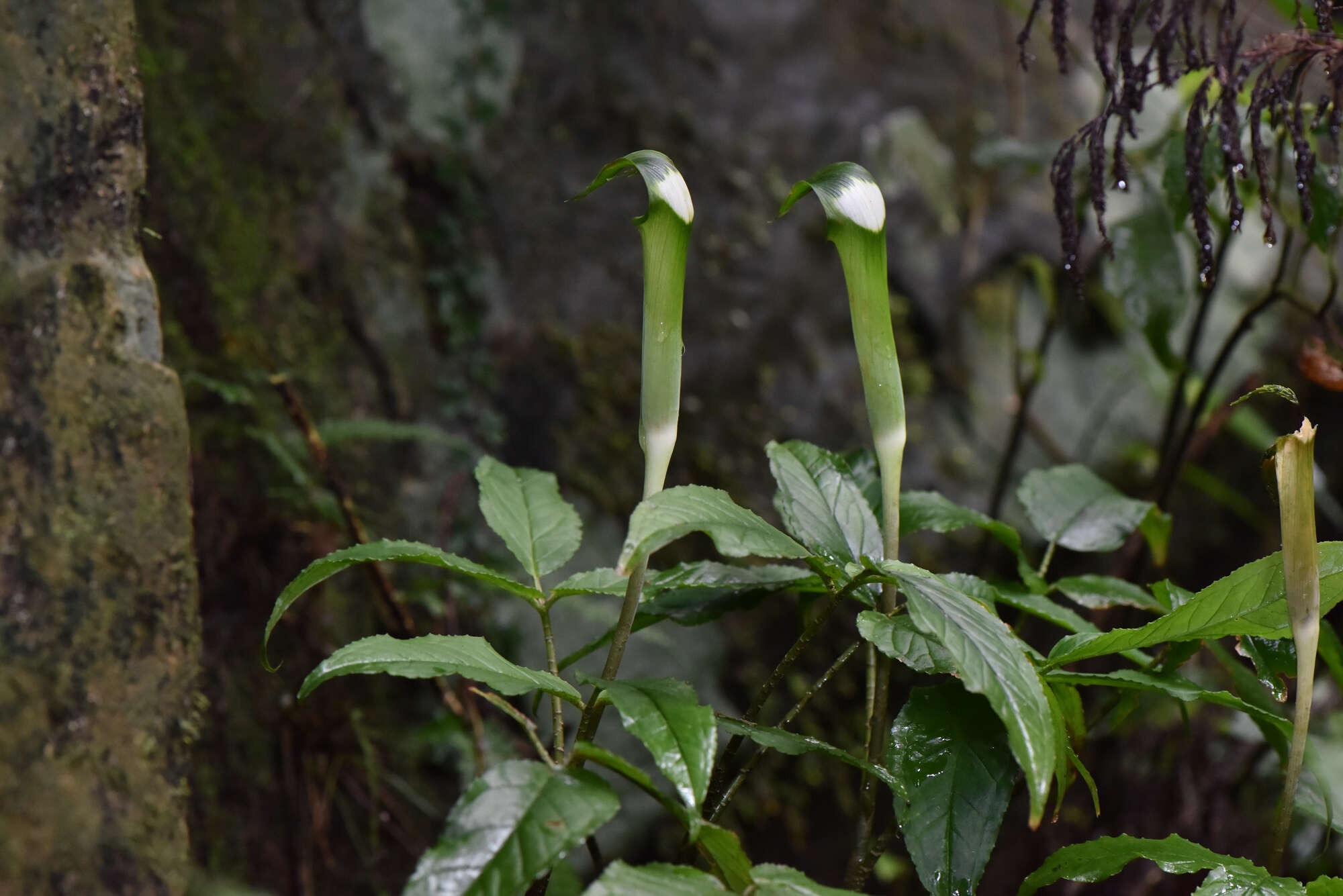 Image of Arisaema grapsospadix Hayata