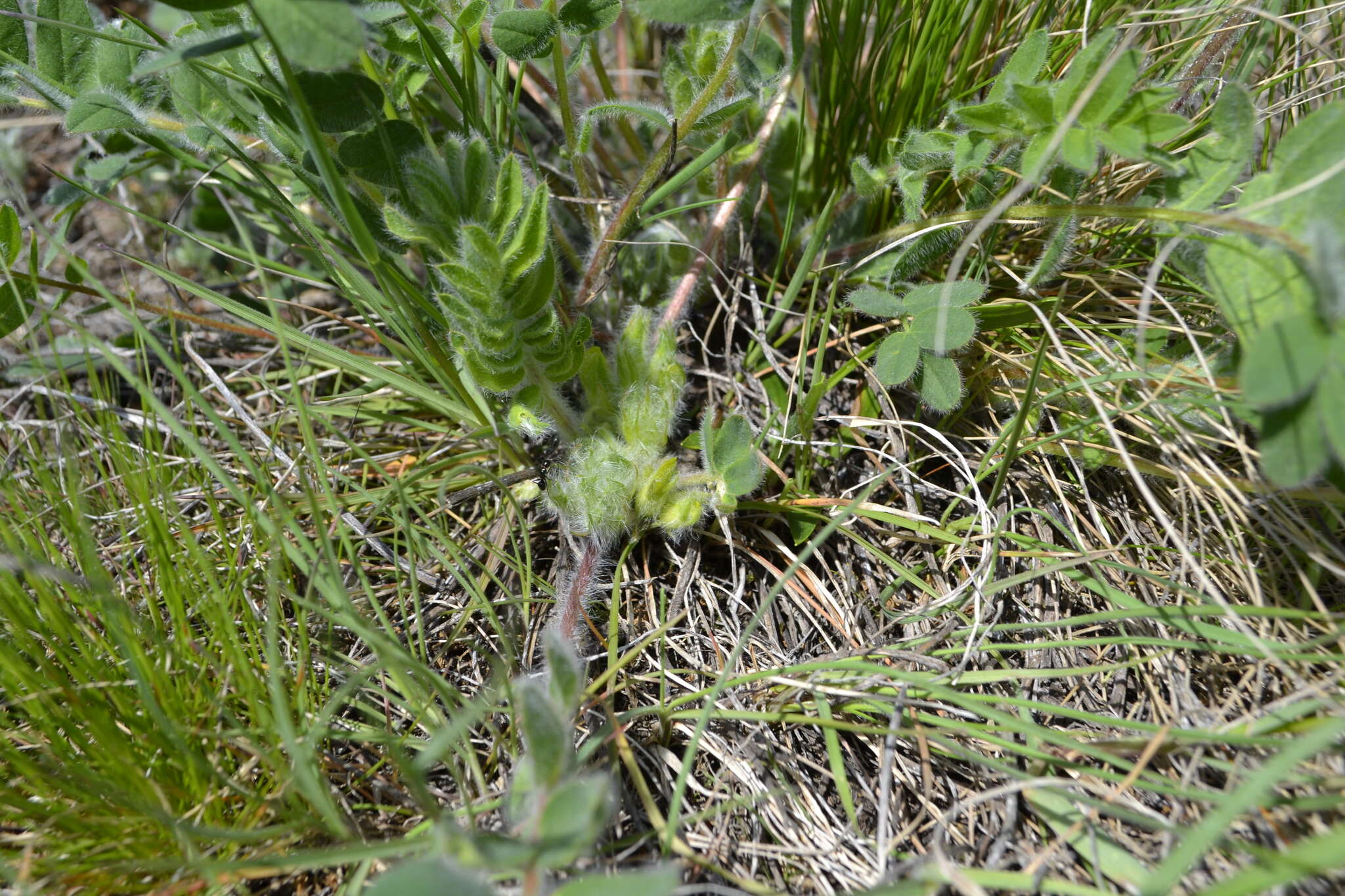 Image de Astragalus exscapus subsp. pubiflorus (DC.) Soó