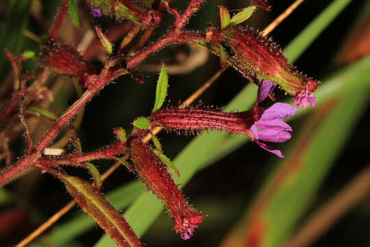 Image of blue waxweed