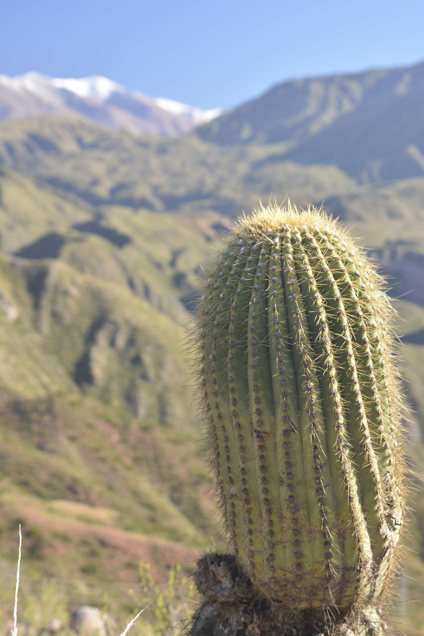 Image de Echinopsis terscheckii (J. Parm. ex Pfeiff.) H. Friedrich & G. D. Rowley